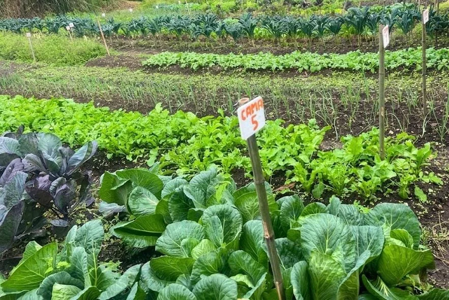 Camas de cultivo con repollo, lechuga y cebolla