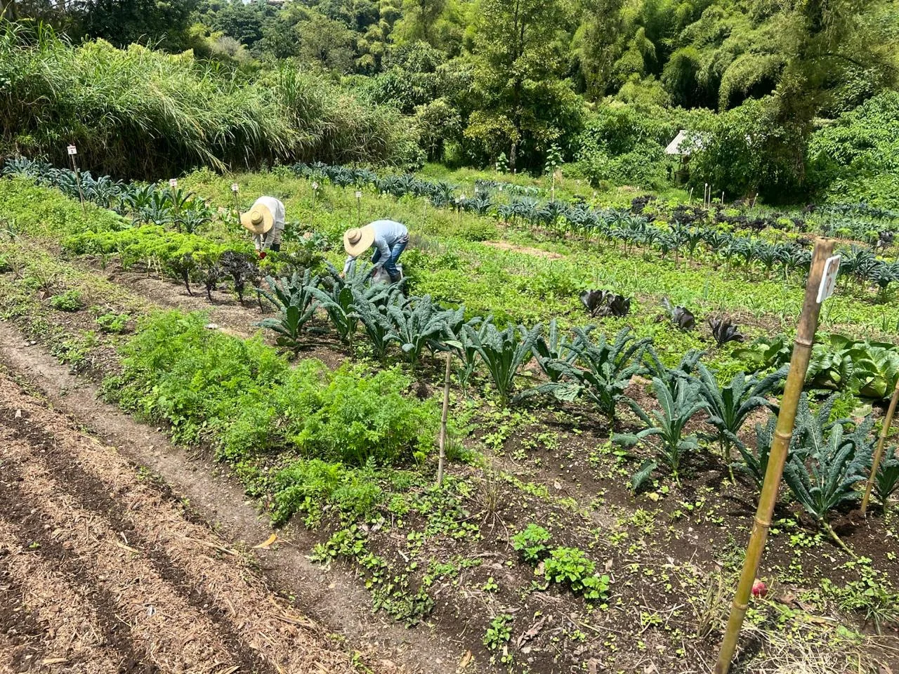 Dos personas cosechando entre las camas de kale y perejil