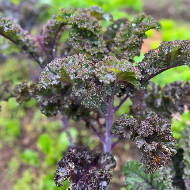 Kale Rizado Morado Manojo X 150 gr